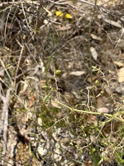 Dianella tarda