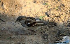 Passer domesticus