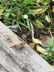Vanessa vulcania