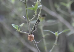 Condica albigera