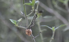 Condica albigera