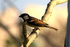 Passer domesticus