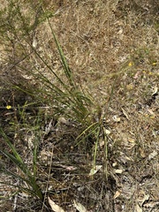 Dianella tarda