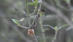 Condica albigera