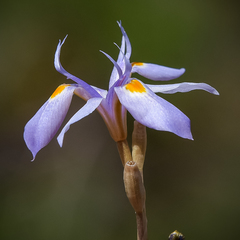 Moraea stricta