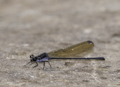 Argia tezpi