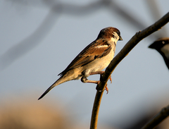 Passer domesticus