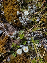 Leucogenes grandiceps