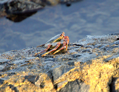 Grapsus albolineatus