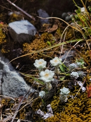 Leucogenes grandiceps