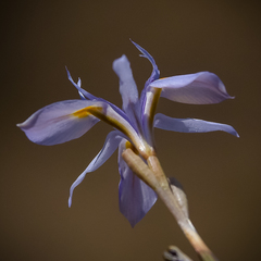 Moraea stricta