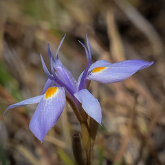 Moraea stricta