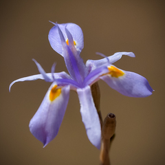 Moraea stricta