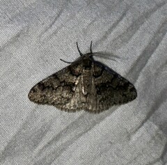 Phigalia denticulata