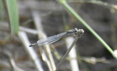 Enallagma novaehispaniae