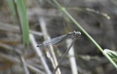 Enallagma novaehispaniae