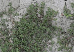 Euphorbia prostrata