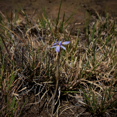 Moraea stricta