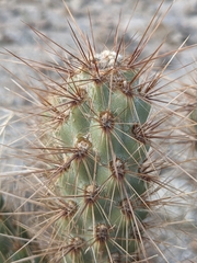 Cylindropuntia echinocarpa