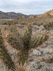 Cylindropuntia echinocarpa