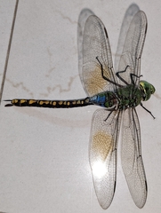 Anax indicus