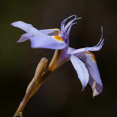 Moraea stricta
