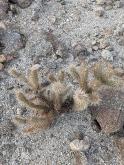 Cylindropuntia echinocarpa