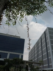 Dendrobium crumenatum