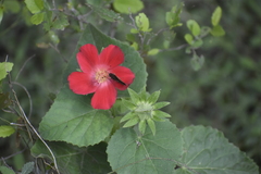 Hibiscus martianus