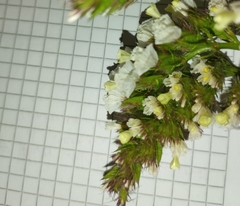 Eysenhardtia polystachya