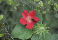 Hibiscus martianus