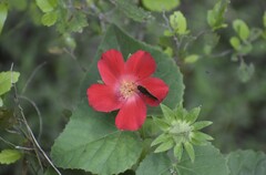 Hibiscus martianus
