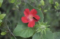 Hibiscus martianus