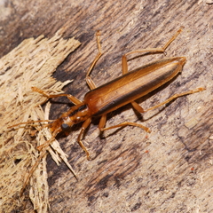 Thelyphassa lineata
