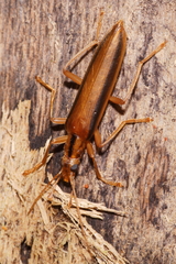 Thelyphassa lineata