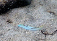 Ptereleotris microlepis