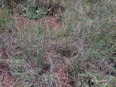 Eragrostis chloromelas
