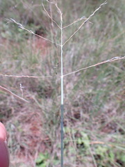Eragrostis chloromelas