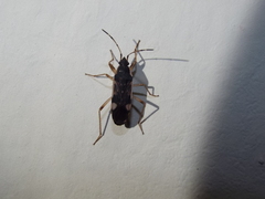 Dieuches armatipes