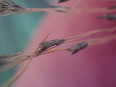 Eragrostis chloromelas