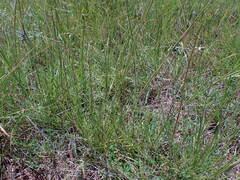 Heteropogon contortus