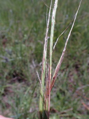 Heteropogon contortus
