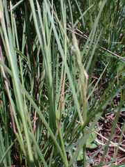 Heteropogon contortus