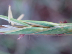Heteropogon contortus