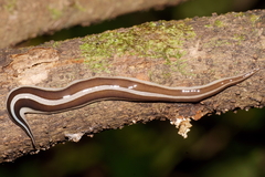 Australopacifica