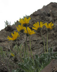 Enceliopsis nudicaulis