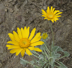 Enceliopsis nudicaulis