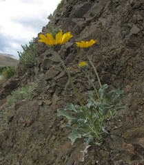 Enceliopsis nudicaulis