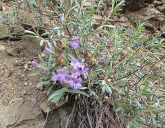 Penstemon eriantherus