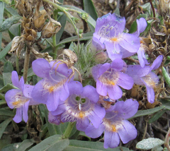 Penstemon eriantherus